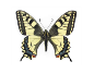 Красная книга Украины. Махаон Papilio machaon (Linnaeus, 1758)